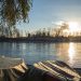 a body of water with boats and a tree in the background